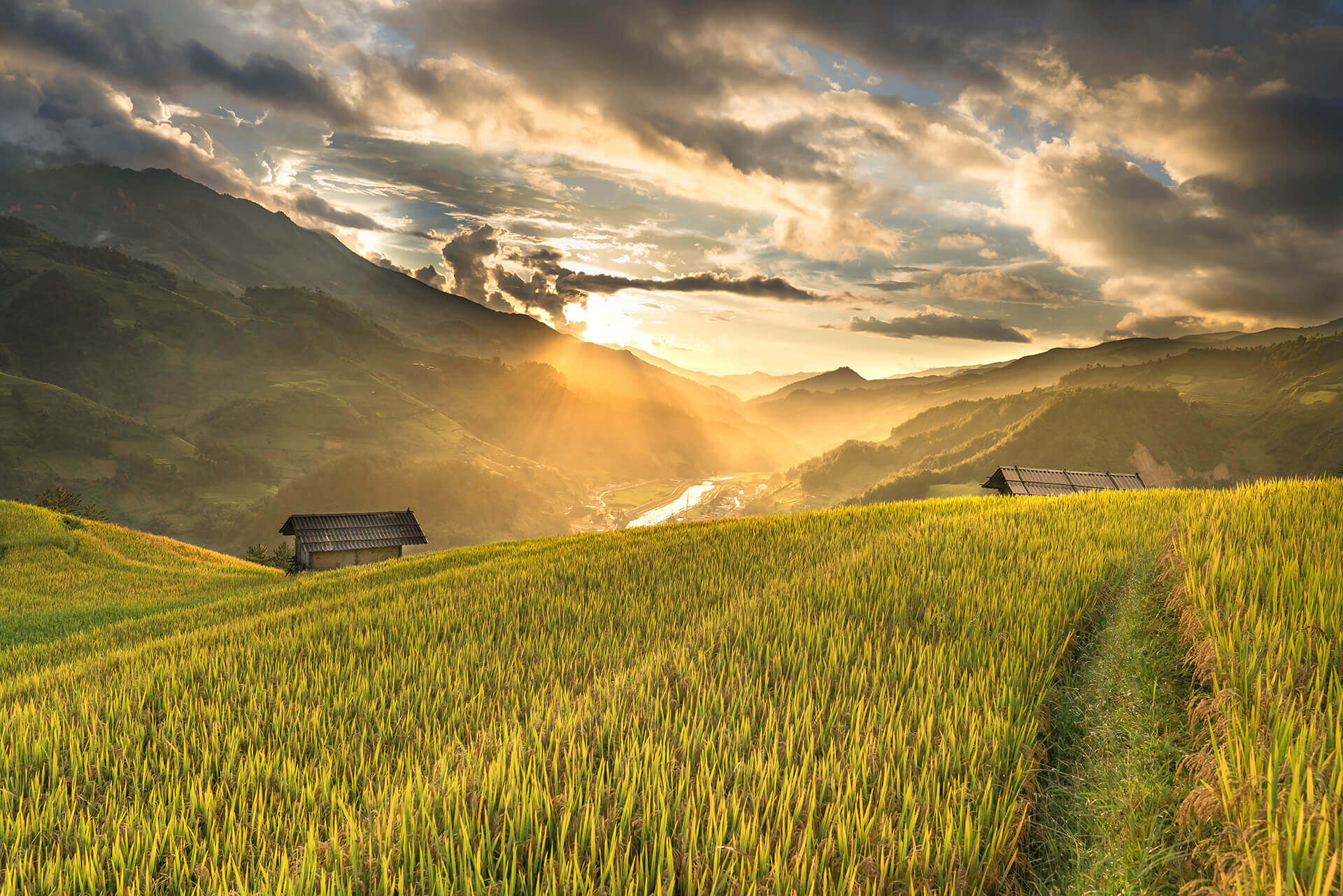 Field of crops with sunlight - background for call to action section